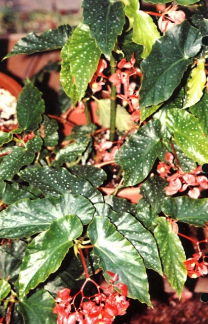 B. ‘Salmon Rubra’